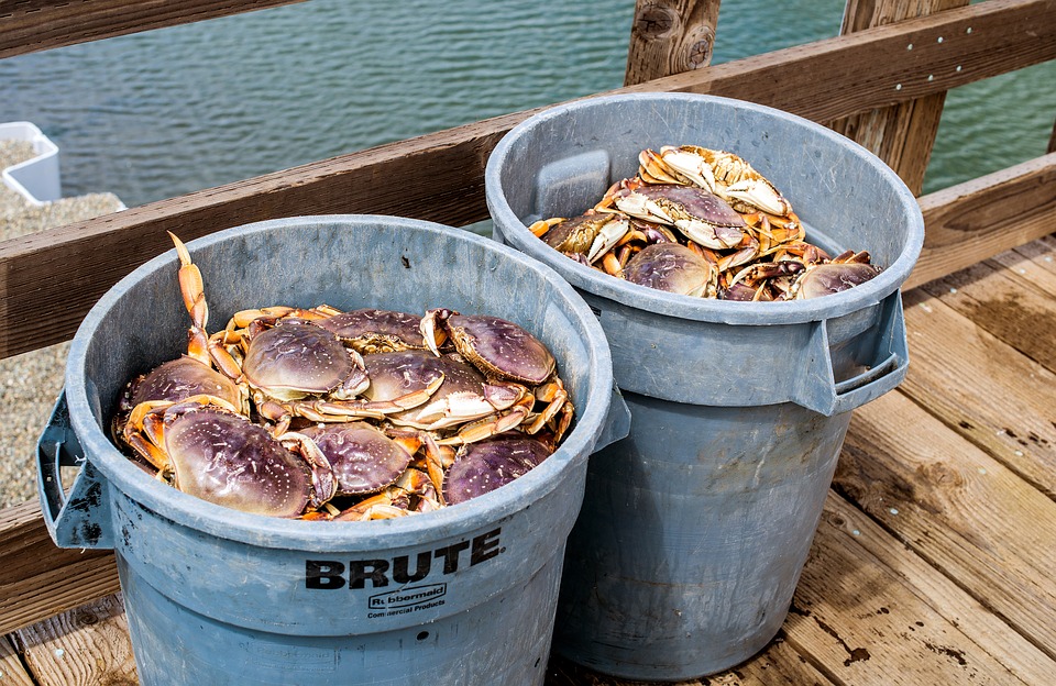 State Seeks Nearly $1 Million Fine from Poacher Busted for Unlawful Crab Trapping￼