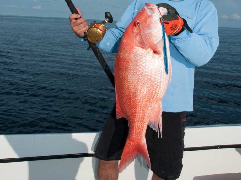 More Management Issues With Gulf Red Snapper