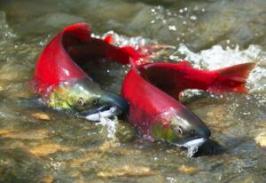 UW Study Supports ‘Safety in Numbers’ Hypothesis for Pacific Salmon