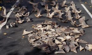 Federal Shark Fin Crackdown On Tap