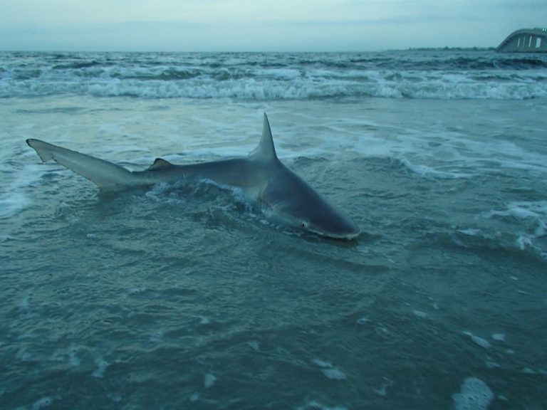 Surf Shark Fishing Banned in NJ Town