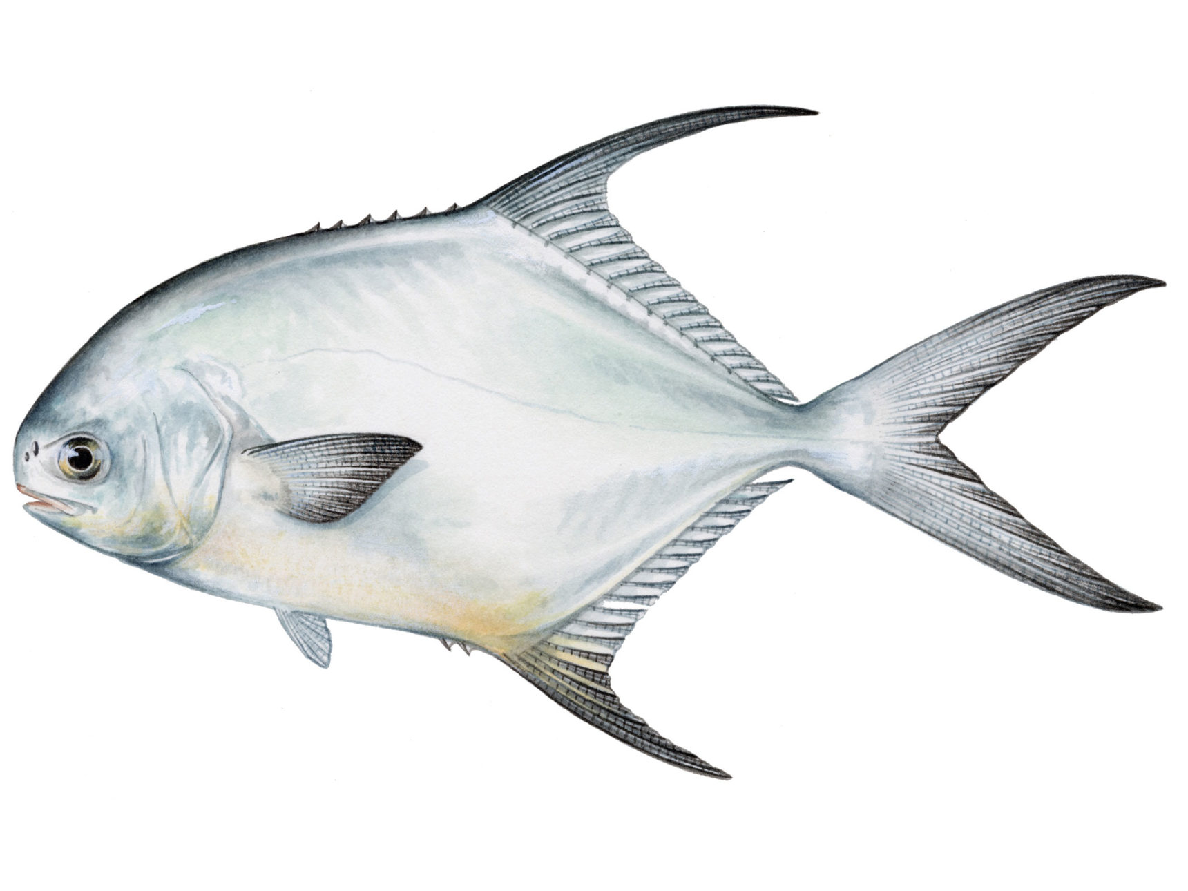 The Best Permit Fishing Records of All Time