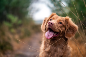 Tips on Hiking with Your Pets
