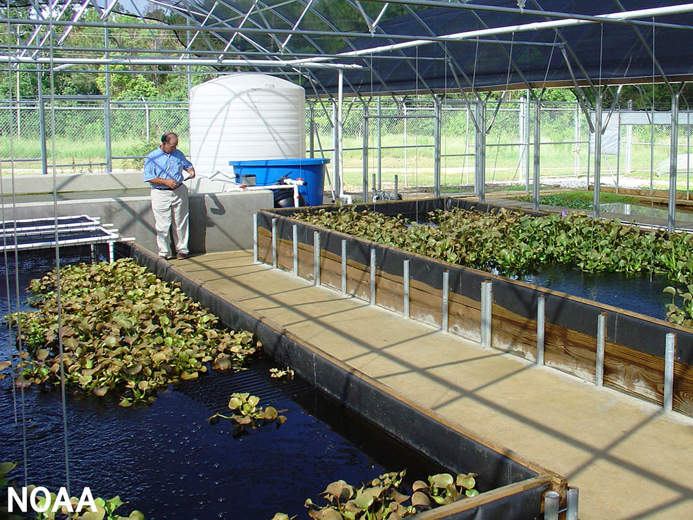 Growth in Protein Demand is Driving the Global Aquaculture Sector