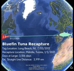 Massive Bluefin Recaptured After Nearly Three Decades