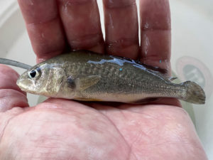 Popular Baitfish Successfully Grown at Fish Farm