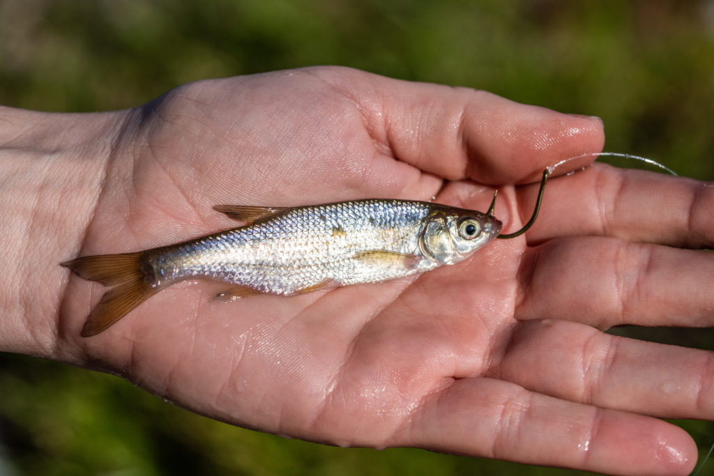 Target Freshwater Game Fish with Golden Shiner