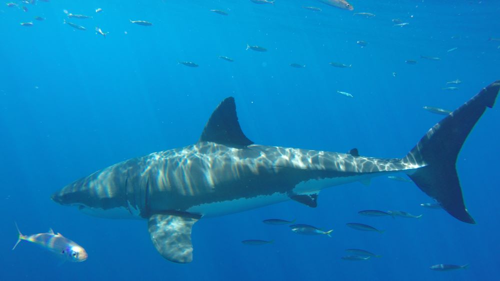 The Problem with White Shark Regulations