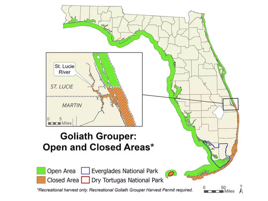 Enter Florida’s Goliath Grouper Lottery