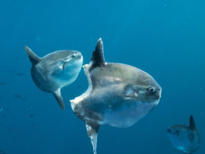 Fish Facts: What Eats Giant Ocean Sunfish?
