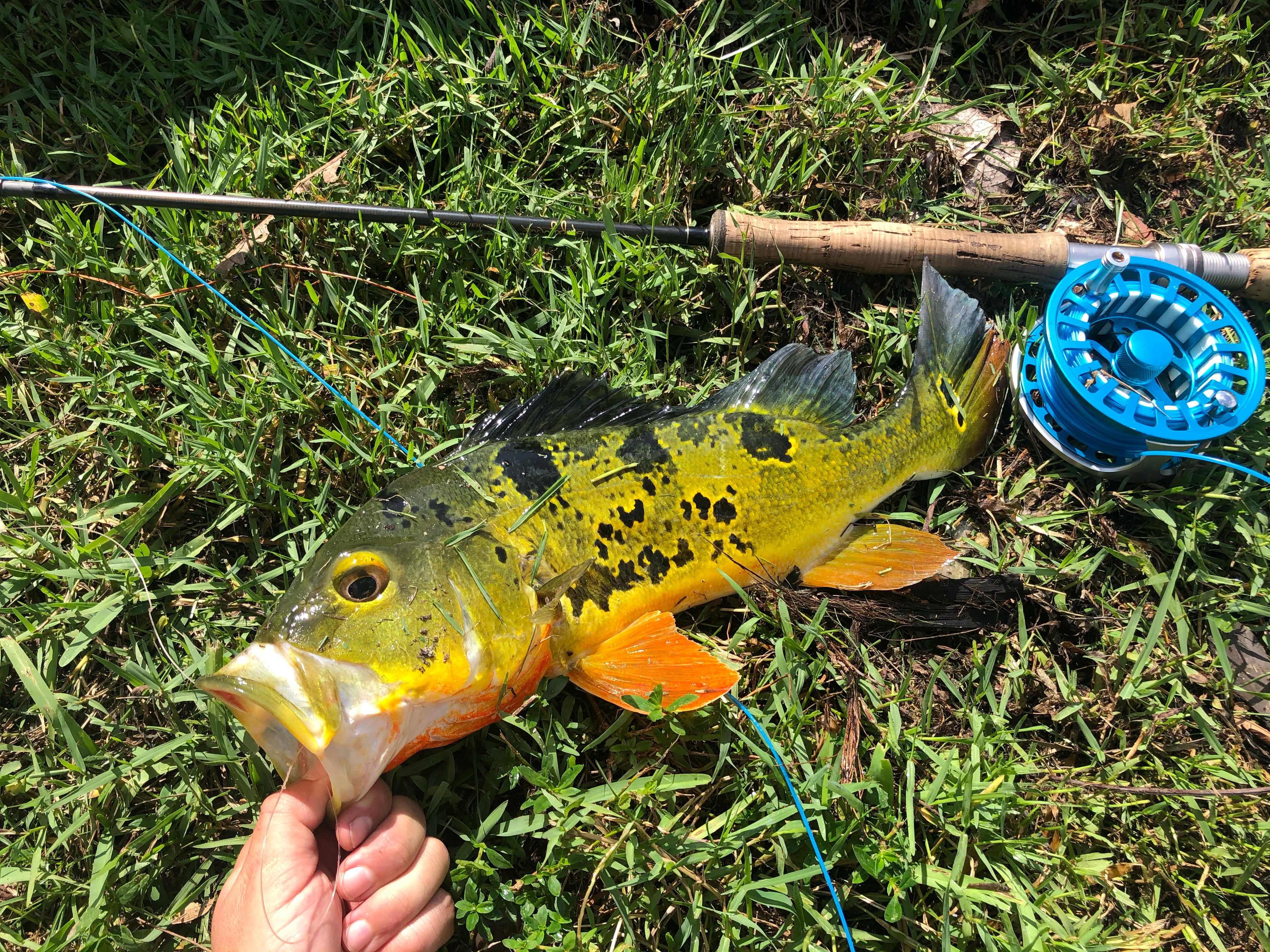 Mastering Fly-Fishing for Peacock Bass