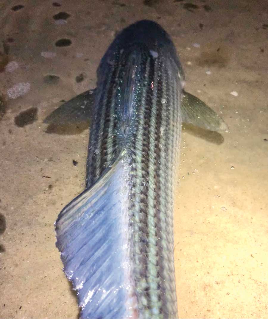 North Shore Stripers at Night