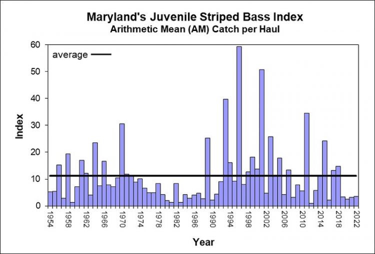 Striped Bass Reproduction Remains Low in Chesapeake Bay