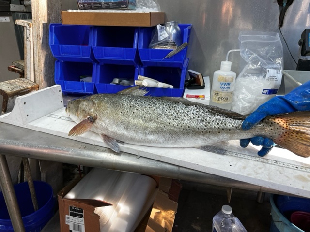 Potential Women’s World Record Speckled Trout Caught in North Carolina