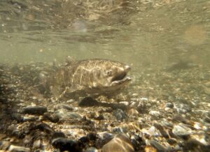 California Hatchery Boosts Fall Run Projection of Chinook Salmon to 9.5M Fish