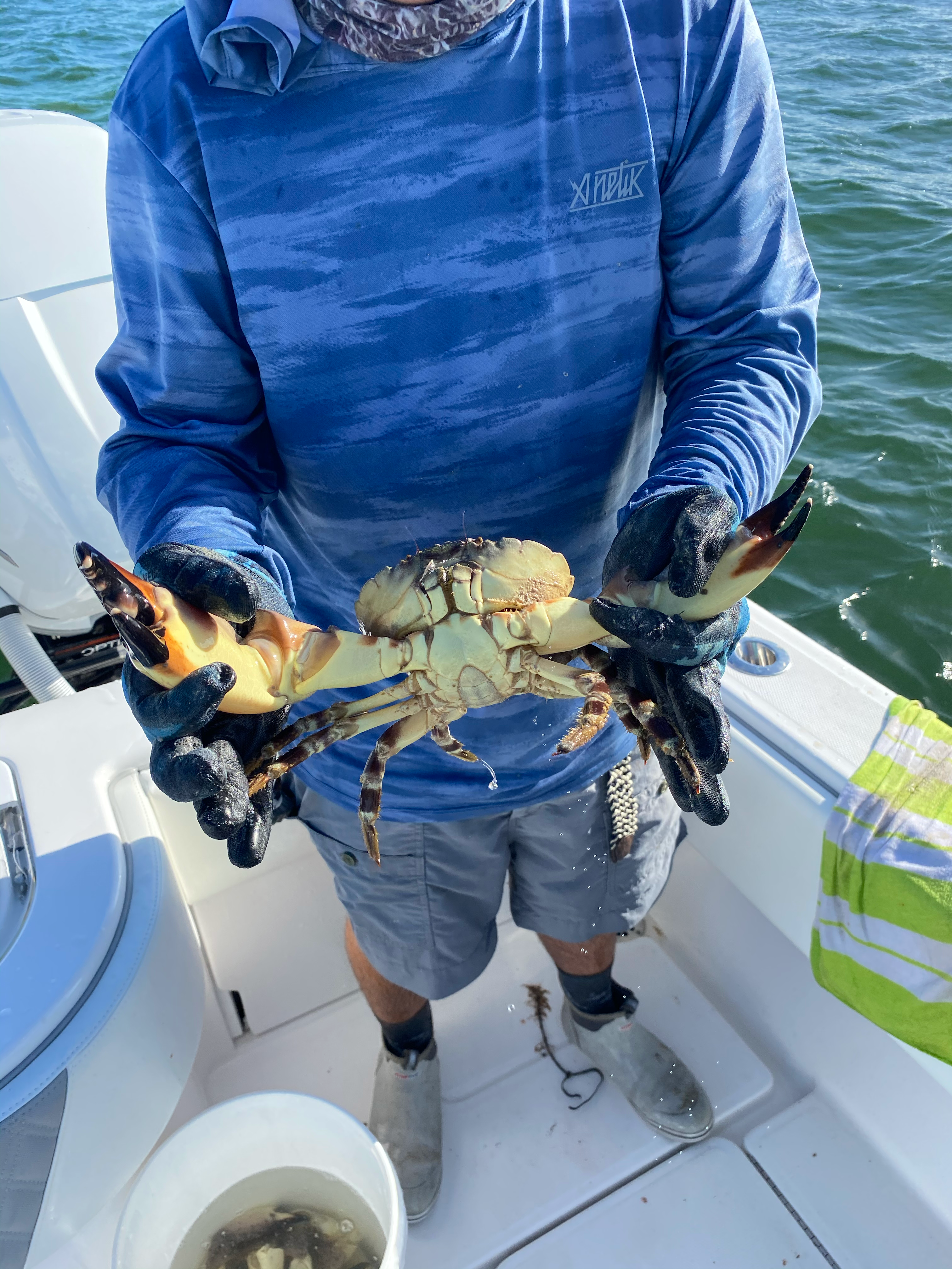 Methods for Harvesting Florida Stone Crabs