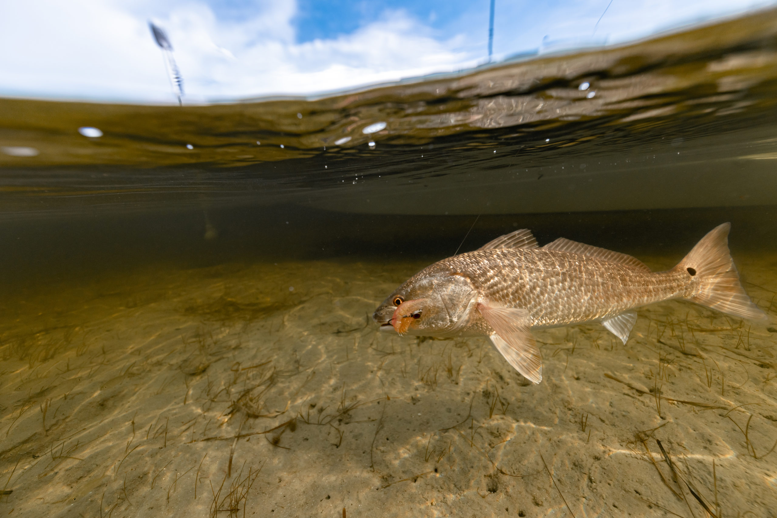 Strategies for Targeting Redfish in Cold Water