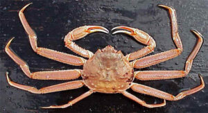 Low Price Prompts Kodiak District Crabbers to Stand Down From Tanner Crab Fishery