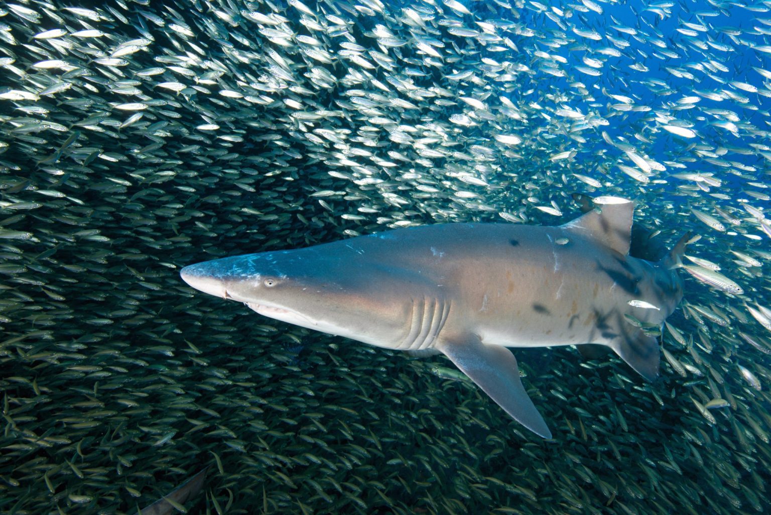 Shark Caught 30 Miles Inland from Atlantic