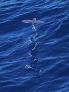 Fish Facts: 10 Things You Didn’t Know About Flying Fish