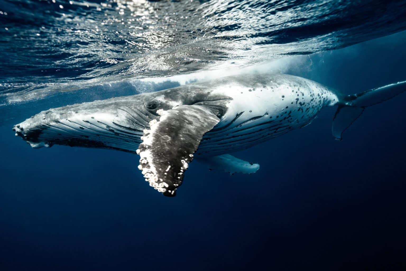 Offshore Wind and Dead Whales