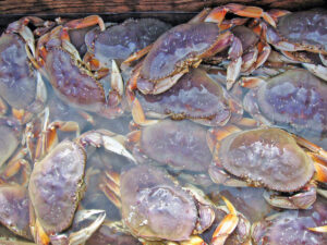Processors, Crab Commission Say Dungeness Crab is Perfect for Valentine’s Day