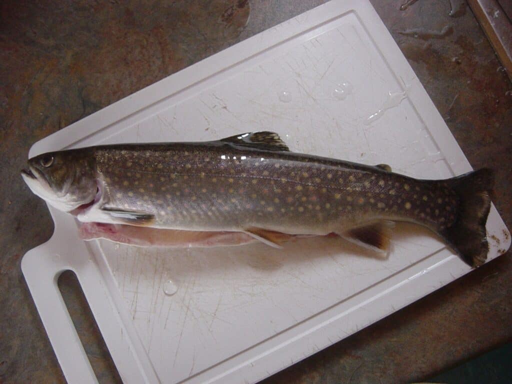 Spotted Sea Trout on a Fly