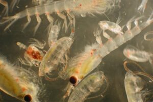 Zooplankton Research Sheds Light on Future Northern Bering Sea Ecosystem