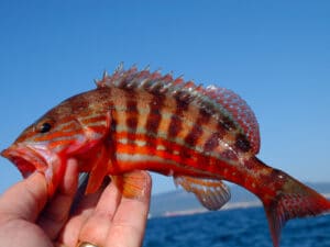 Fish Facts: Mystery from the Mediterranean