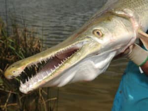 Fish Facts: Will Alligator Gars Attack Humans?