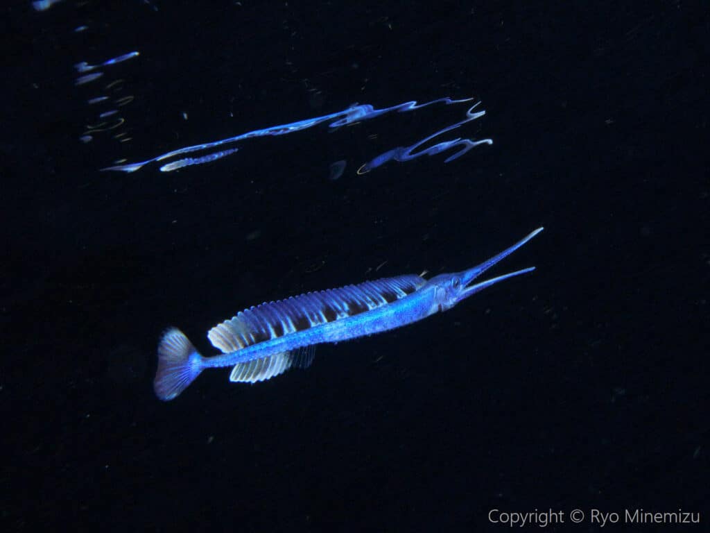 Microscopic Monsters of the Ocean: Swordfish