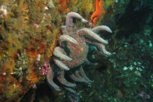 Sunflower Sea Star Proposed for Listing Under ESA