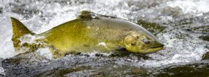 2023 Copper River Salmon Fishery Harvest Begins