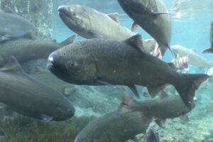 CDFW, Winnemem Wintu Tribe Sign Agreements for Salmon Restoration Project