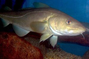 If Properly Managed, Atlantic Cod Stocks Could Rebound: Study