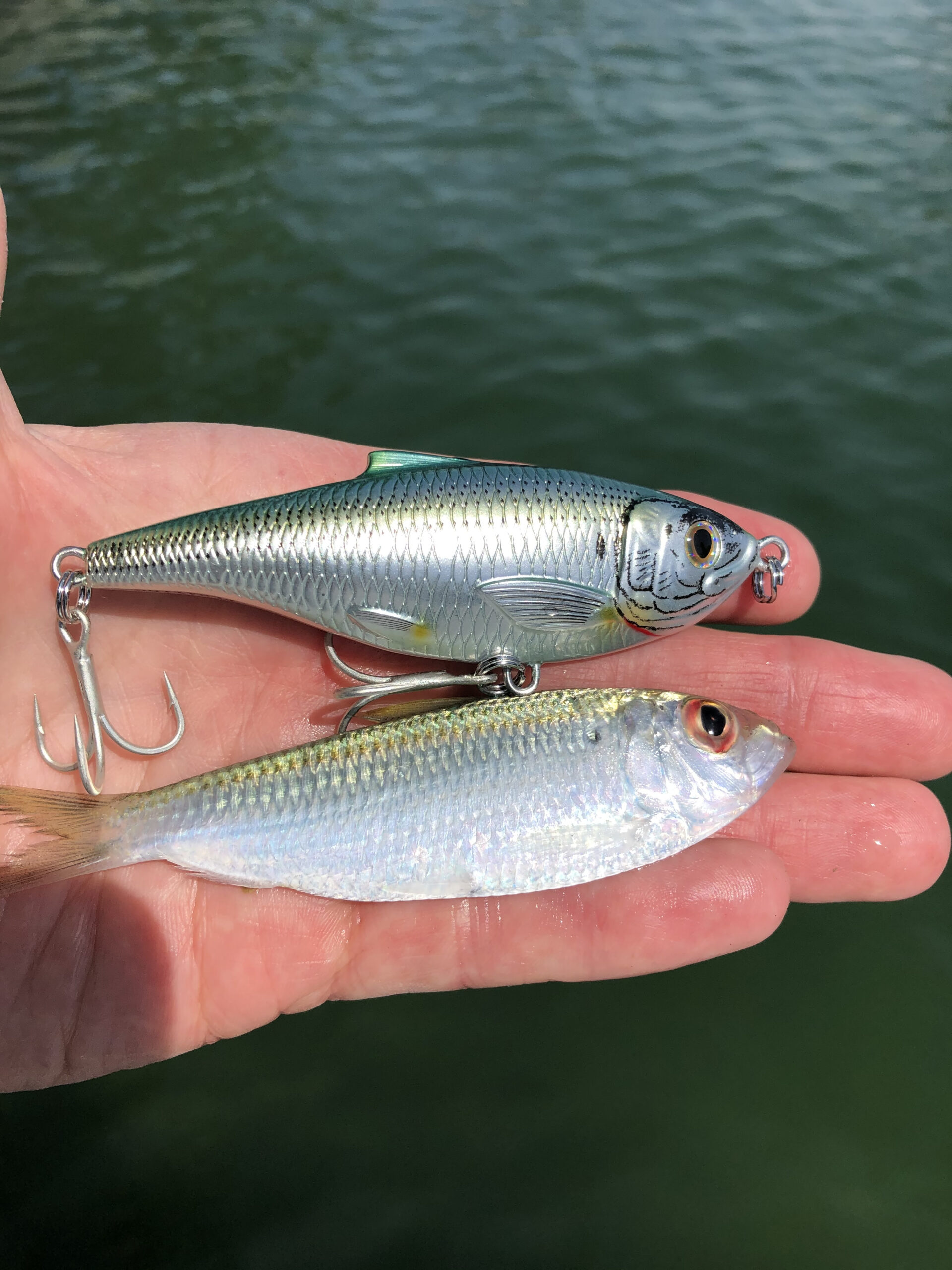 SEATROUT SMACKDOWN WITH MUSTAD AND LIVETARGET